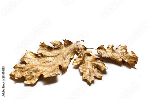 autumn oak leaves of gold color on a white background.Close-up with copy space.Concept of the autumn season. abstract autumn background. Golden oak leaves
