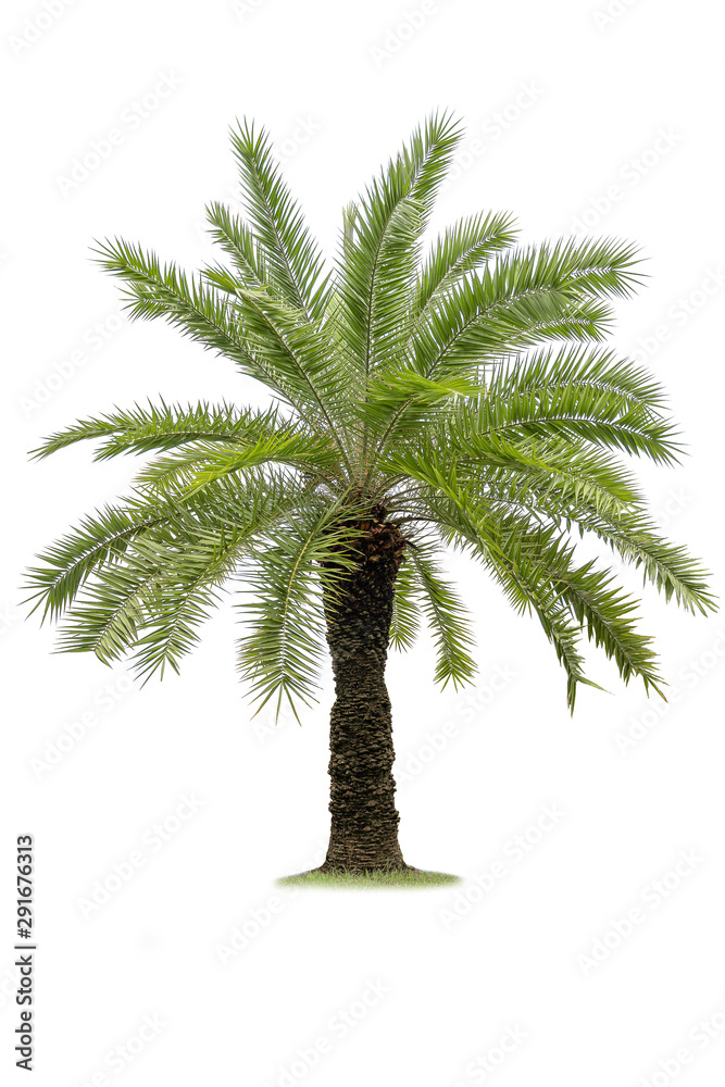 Obraz premium Isolated palm tree on white background.