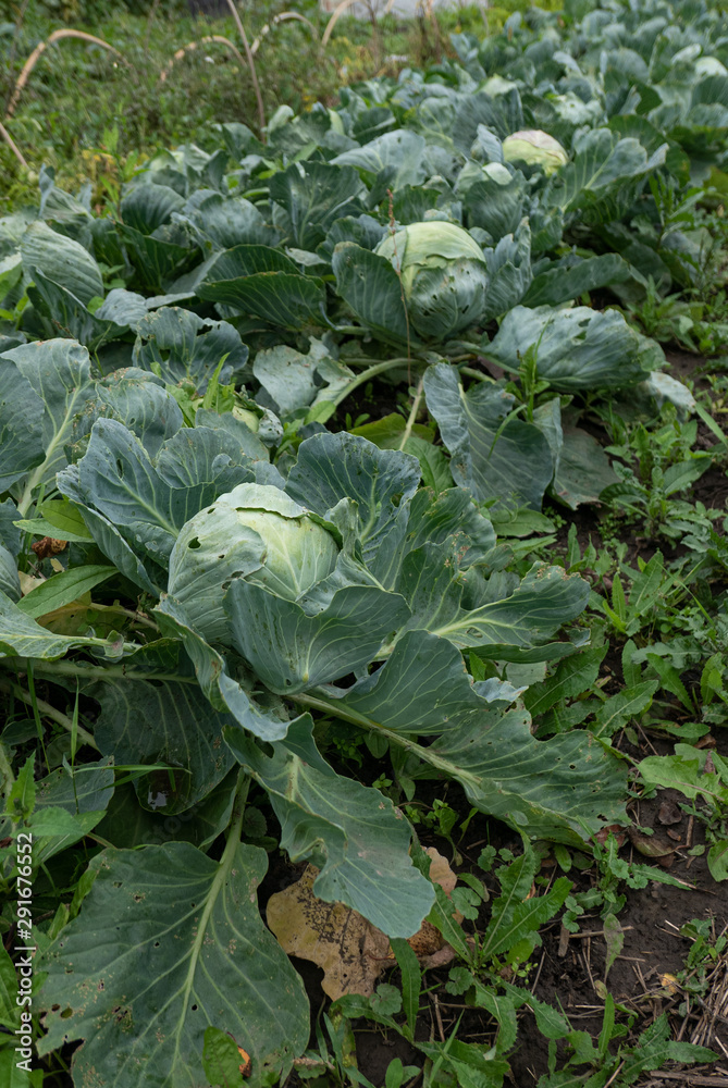 Natural cabbage in organic farm Natural cabbage in organic farm