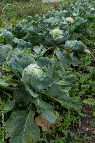 Natural cabbage in organic farm