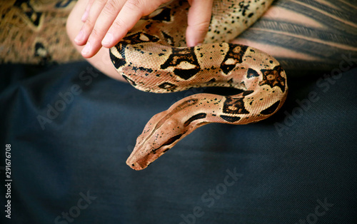 Female hand with snake, part woman body close up. Woman holds Boa constrictor snake in hand. Exotic tropical cold blooded reptile animal. Boa constrictor non poisonous species of snake. Pet concept.