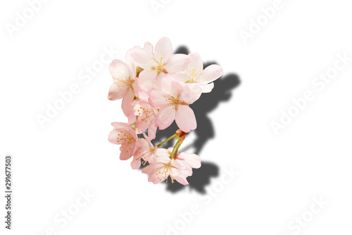 Fototapeta Naklejka Na Ścianę i Meble -  Spring floral background. Sakura flowers with shadow.isolated white background.
