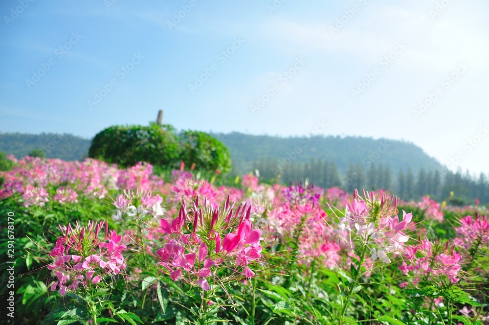 Obraz premium pink flower