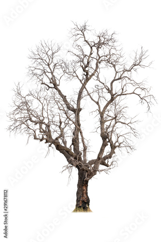 isolated of dry tree on white background.