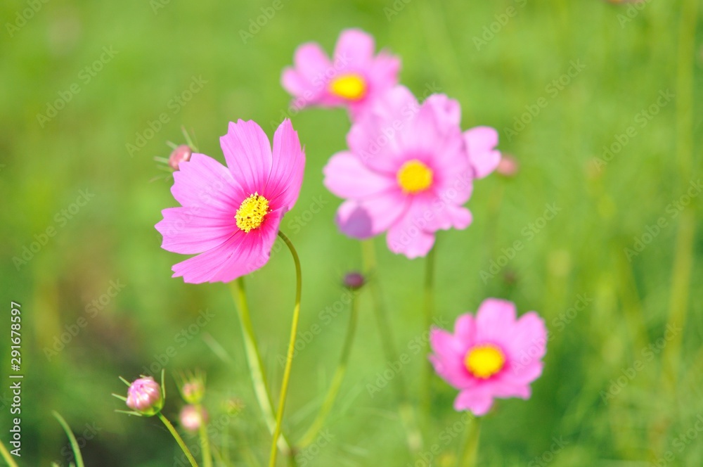 cosmos flower