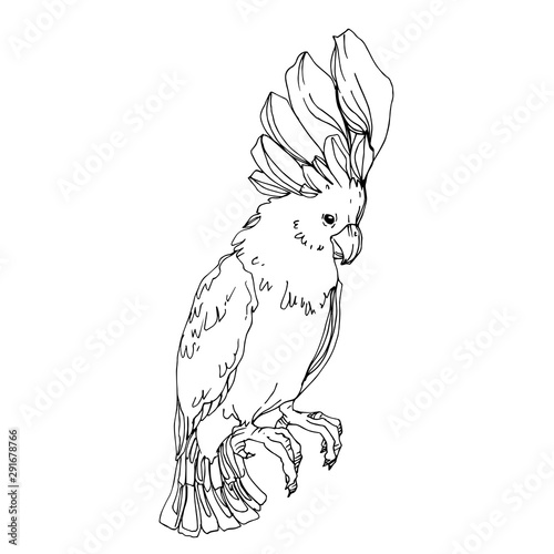 Vector Sky bird cockatoo in a wildlife isolated. Black and white engraved ink art. Isolated parrot illustration element.