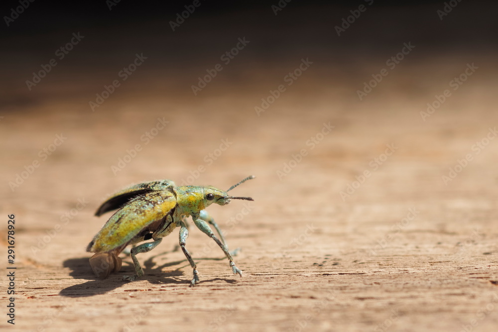 Close-up a Green Weevil or Leaf Weevil insect (Polydrusus impressifrons) open it's wings try to fly up to the sky on wood texture background. Close-up a Green Weevil or Leaf Weevil insect (Polydrusus impressifrons) open it's wings try to fly up to the sky on wood texture background.