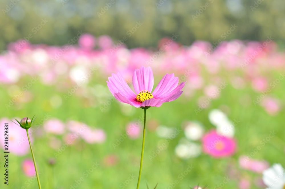 cosmos flower cosmos flower