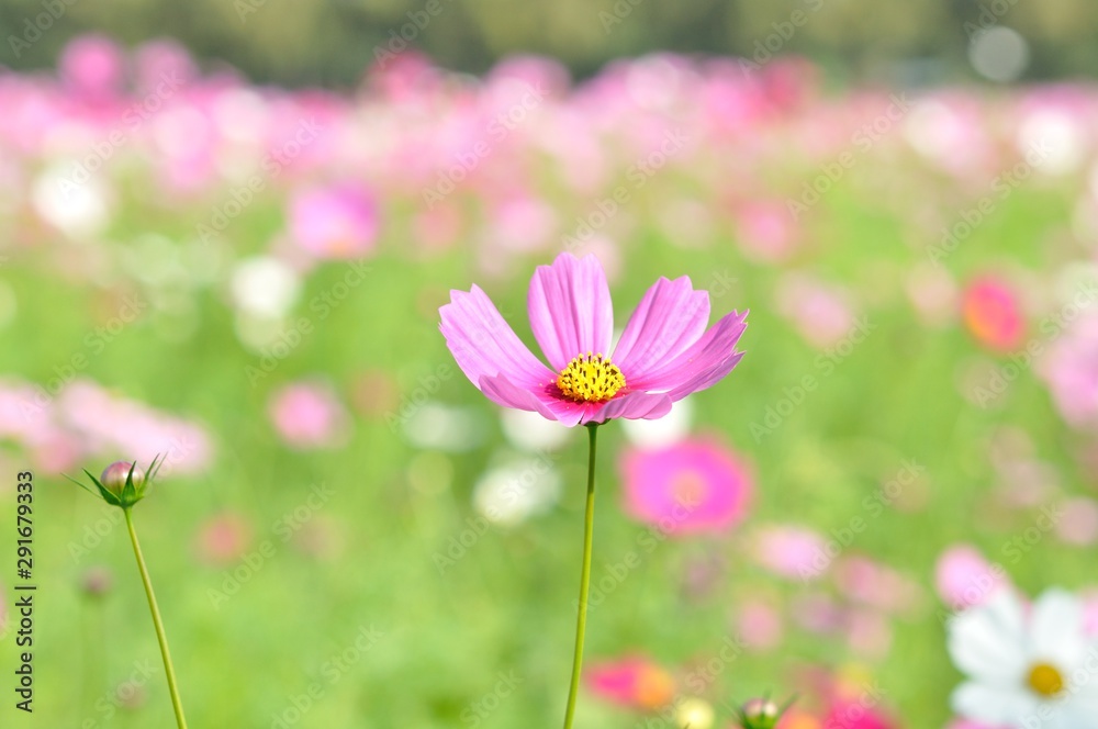 cosmos flower cosmos flower
