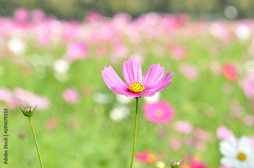 cosmos flower