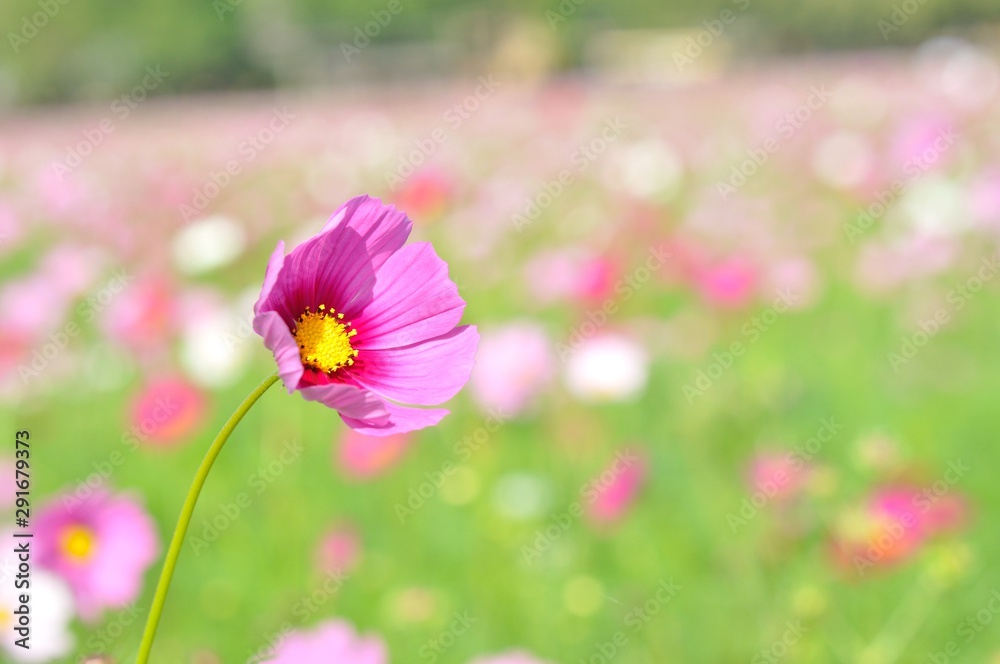 Obraz premium cosmos flower