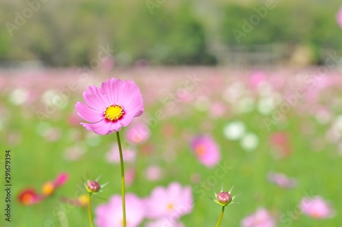 cosmos flower