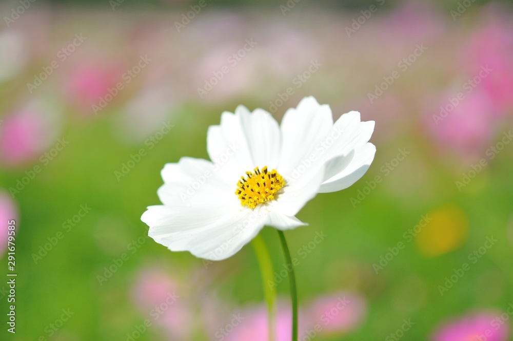 cosmos flower