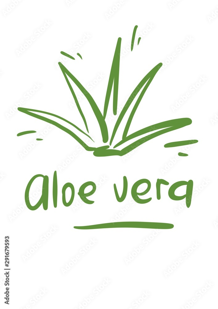 Aloe vera hand drawn icon. Healing and cosmetics herb. succulent line illustration on background. botanical. medicinal plant leaves cuttings. Aloe vera hand drawn icon. Healing and cosmetics herb. succulent line illustration on background. botanical. medicinal plant leaves cuttings.