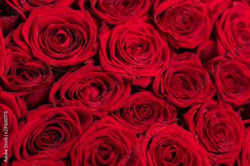 Background of red rose horizontal orientation close-up