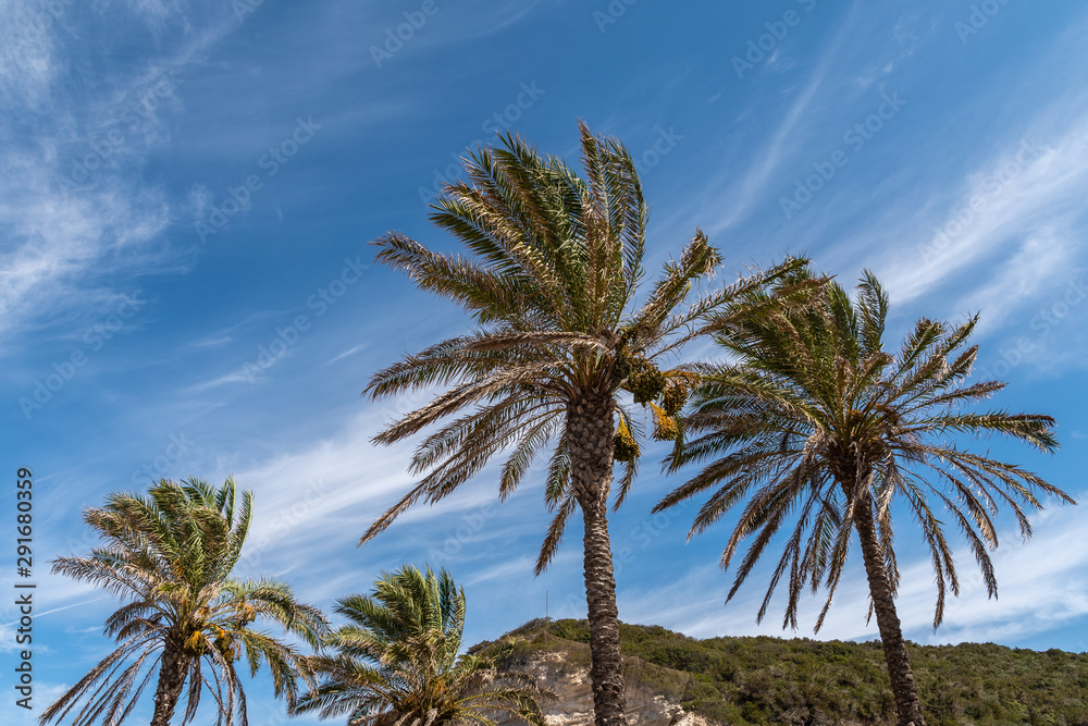 Palm trees on the background of mountains and blue sky with light clouds