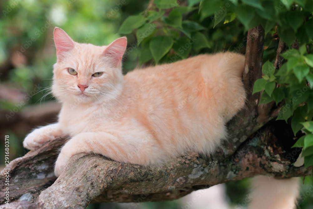 Ginger cat sitting on a tree branch on a sunny  day.