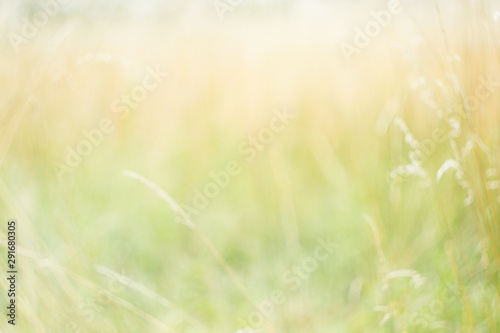 Blurred background. Summer background. Blurred meadow, flowers, plants, herbs. Natural background.