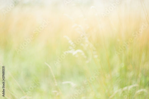 Blurred background. Blurred meadow, flowers, plants, herbs. Natural background. Natural concept.