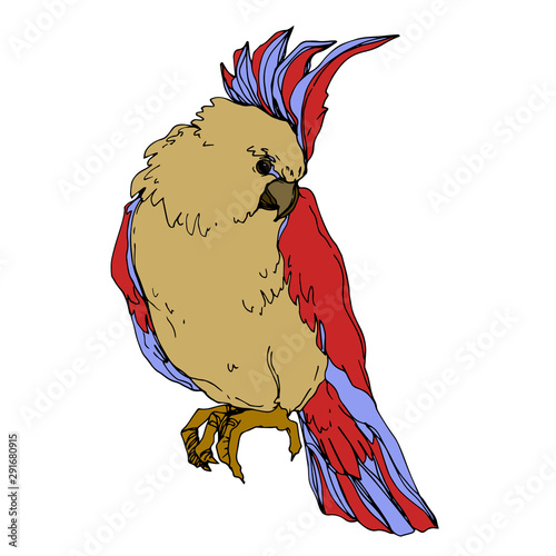 Vector Sky bird cockatoo in a wildlife isolated. Black and white engraved ink art. Isolated parrot illustration element.
