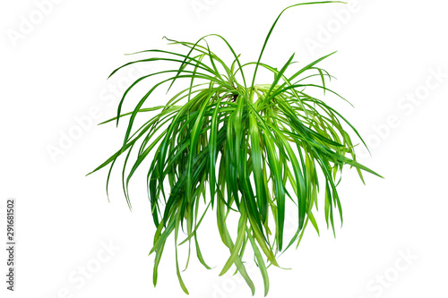 Chlorophytum is an evergreen perennial flowering plant. Often used for medical purposes. Isolated on white background for home design or landscaping project. photo