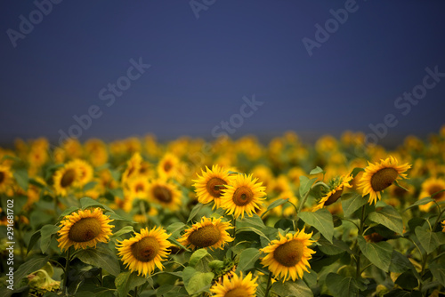 Sunflower field on the background of a dark blue storm clouds