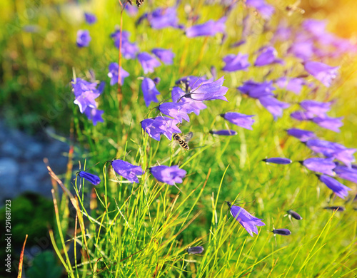 Campanula cochleariifolia on summer meadow in the Carpathian photo