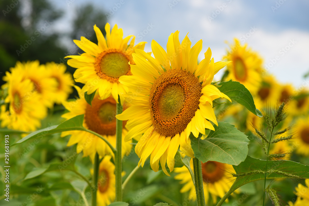 Bright yellow sunflowers against a background of blue sky