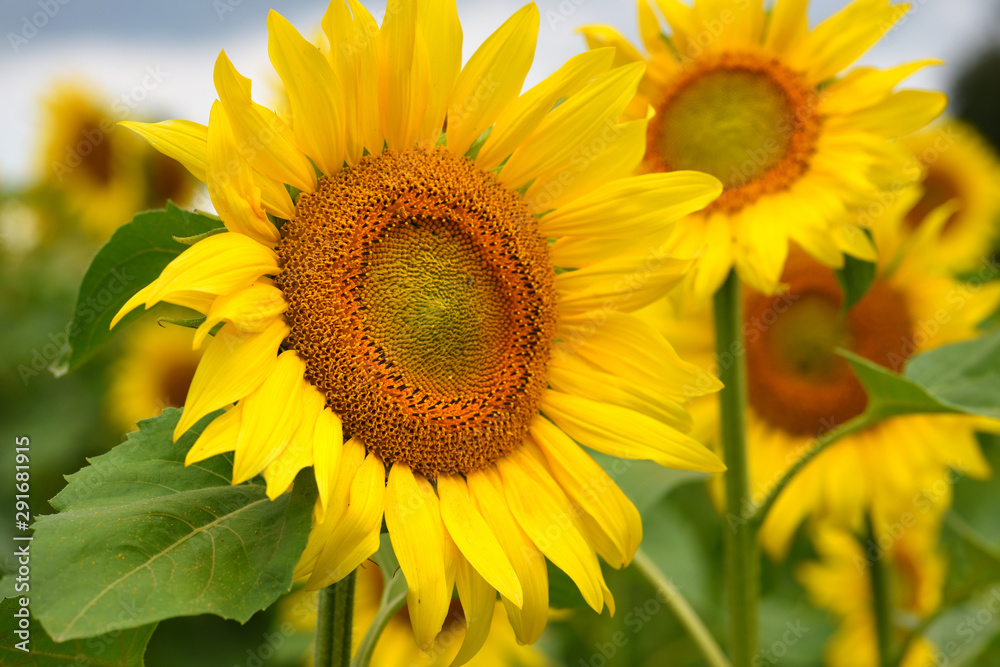 Bright yellow sunflowers against a background of blue sky Bright yellow sunflowers against a background of blue sky