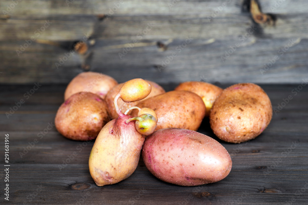 One potato with germinated embryos on the background of a pile of potato tubers of standard configuration One potato with germinated embryos on the background of a pile of potato tubers of standard configuration