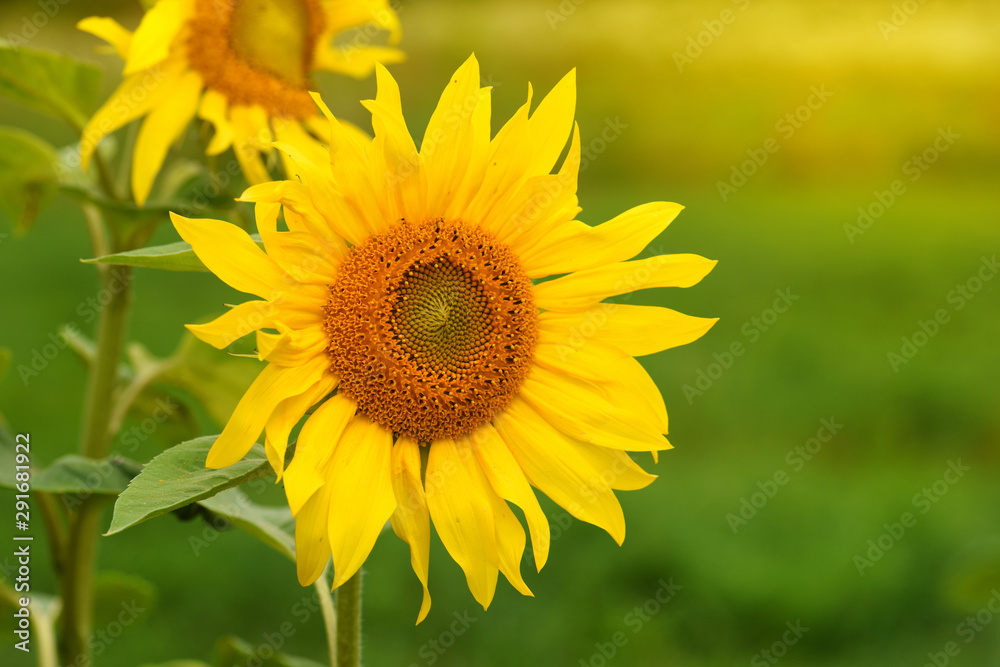 Bright yellow sunflowers on natural green background