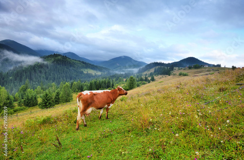 Brown cow with a white pattern on a mountain pasture. Foggy morning in the Carpathians