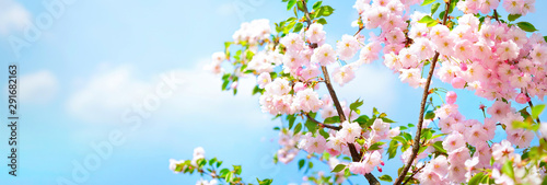 Blossoming cherry on background blue sky and white clouds in spring on nature outdoors. Pink sakura flowers, amazing colorful dreamy romantic artistic image spring nature, banner format, copy space.