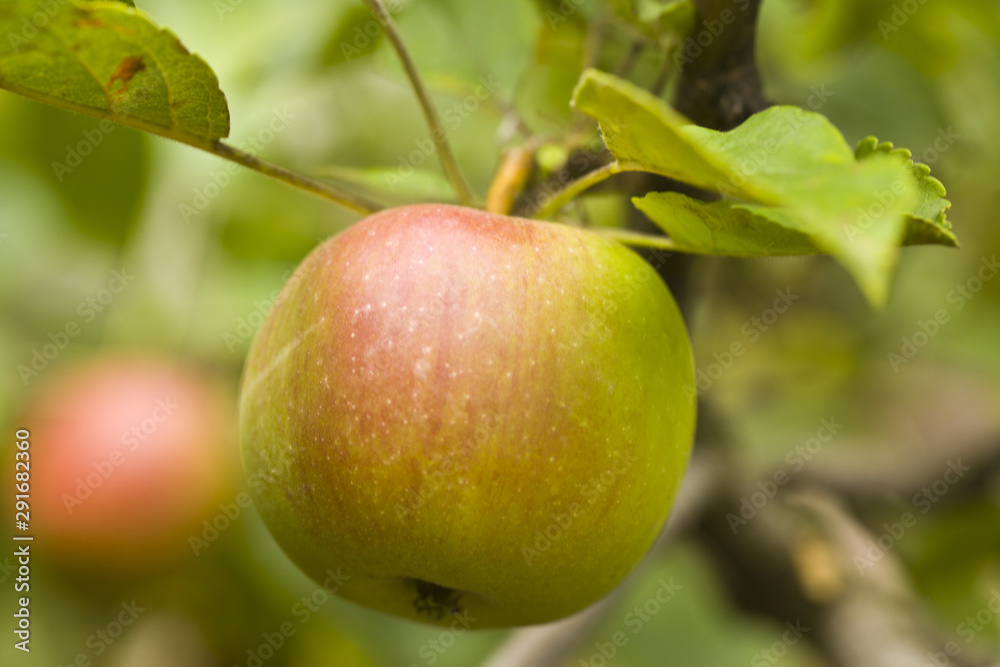 Apple on nature fruit tree
