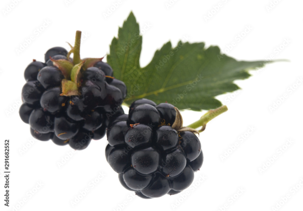Fototapeta premium Blackberry berries isolated on white background