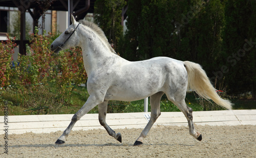 Andalusian horse galloping near the stud farm 