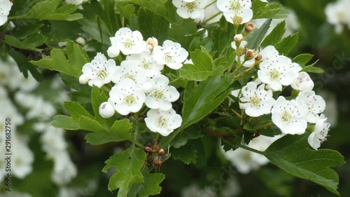 common hawthorn (Crateagus monogyna) in flower 4k photo