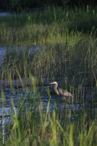 Great Blue Heron fishing in the sea grass of the Connecticut River 