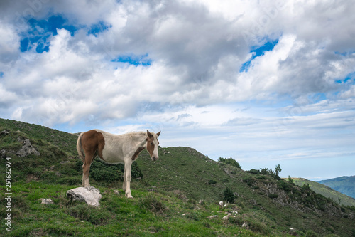 Horses in tne french Pyrenees mountains