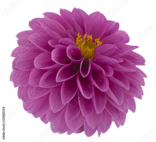 Dahlia flowers isolated on white background.