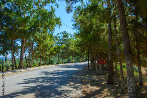 paved road with sidewalk surrounded by young pine trees. crimson road sign with yellow arrow