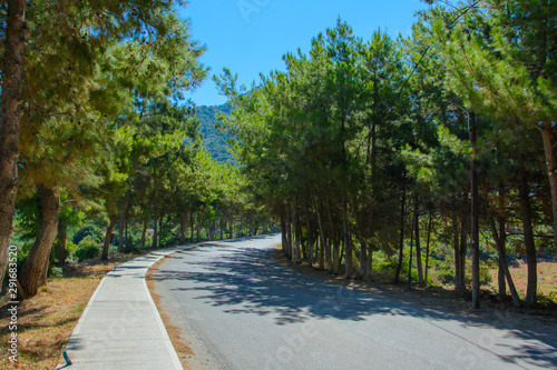 Wallpaper Mural asphalt road with sidewalk surrounded by young pine trees Torontodigital.ca