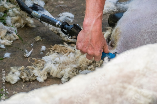 Sheep shearing is the process by which the woollen fleece of a sheep is cut off. The person who removes the sheep's wool is called a shearer.  P