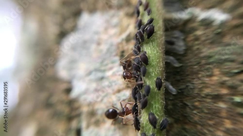 ant macro slow slowrecord slowmotion nature animal wildlife ants moving tree green wood micro ninimallife naturallife earht photo