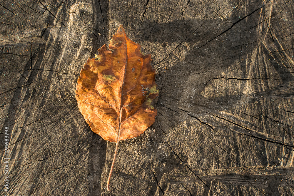 A yellow leaf of a tree lies on a brown wooden surface under the rays of the autumn sun