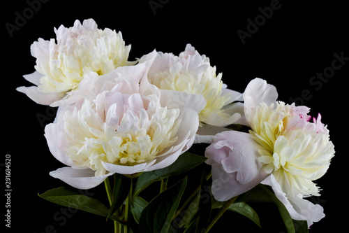 White flowers of peonies isolated on black background
