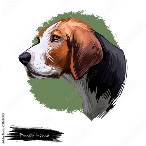 Finnish Hound, Suomenajokoira, Finnish Bracke dog digital art illustration isolated on white background. Finland origin hunting dog. Cute pet hand drawn portrait. Graphic clipart design for web print photo