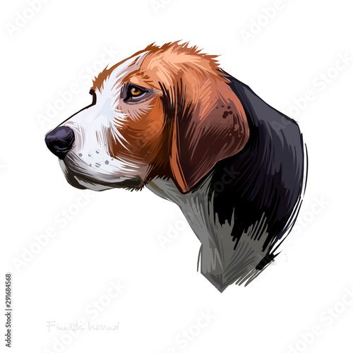 Finnish Hound, Suomenajokoira, Finnish Bracke dog digital art illustration isolated on white background. Finland origin hunting dog. Cute pet hand drawn portrait. Graphic clipart design for web print photo