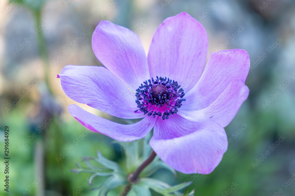 Closeup of Anemone flower on blurred background