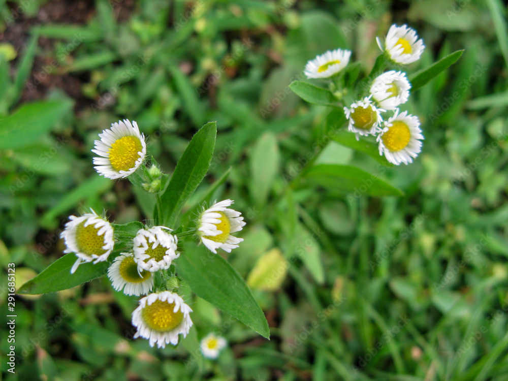 Flower daisy close-up macro dew. White daisy flower in the morning dew. Beautiful wild flowers with white petals and a yellow heart. Nature background. Flower daisy close-up macro dew. White daisy flower in the morning dew. Beautiful wild flowers with white petals and a yellow heart. Nature background.